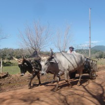 Oxen cart in the Yvytyruzu sanctuary